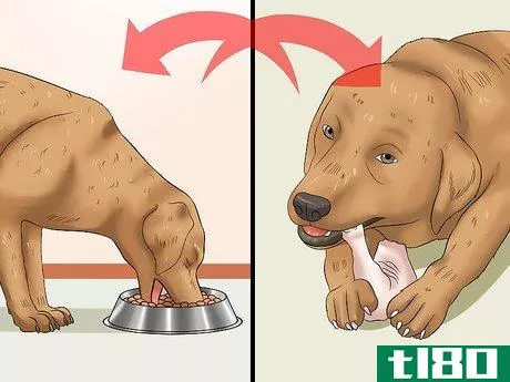 Image titled Keep a Dog From Throwing Up Step 10