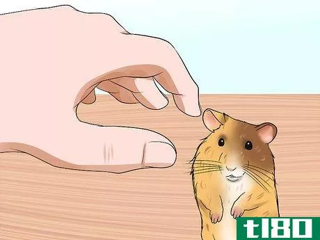 Image titled Handle a Hamster Without Being Bitten Step 12