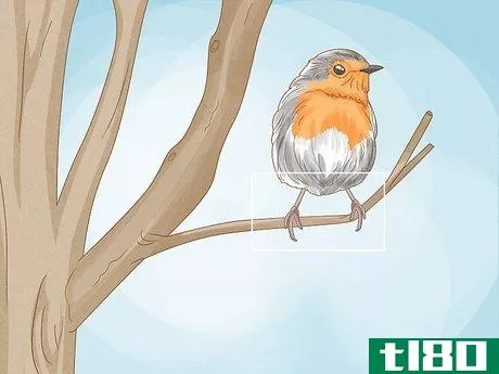 Image titled Identify a European Robin Step 6