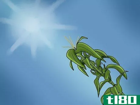 Image titled Grow and Harvest Glass Gem Corn Step 2