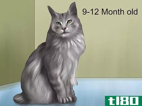 Image titled Identify a Maine Coon Step 6