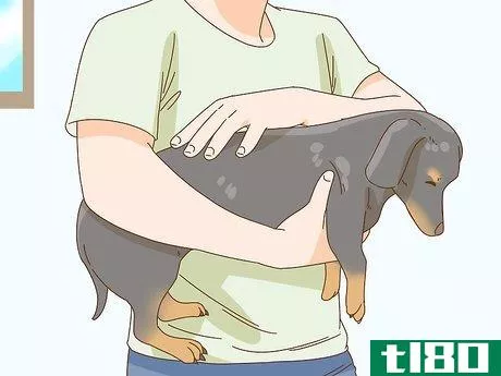 Image titled Hold a Dachshund Properly Step 4
