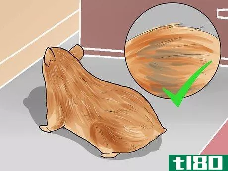 Image titled Groom a Hamster Step 8