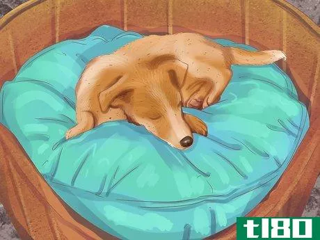 Image titled Help a Dog with Sleep Incontinence Step 5