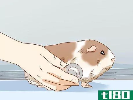 Image titled Get Your Guinea Pig to Eat a Treat Out of Your Hand Step 10