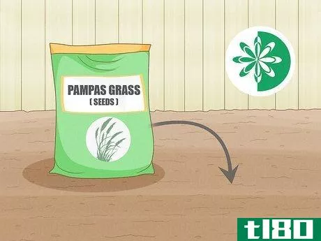 Image titled Grow Pampas Grass Step 1