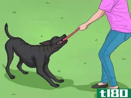 Image titled Hang Out with Your Dog Step 1