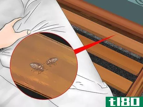 Image titled Identify Bed Bug Bites Step 7