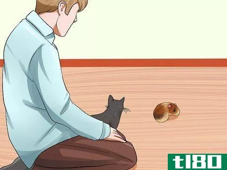 Image titled Keep Guinea Pigs when You Have Cats Step 10