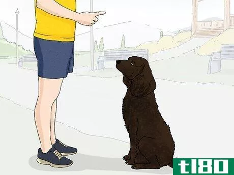 Image titled Identify an American Water Spaniel Step 11