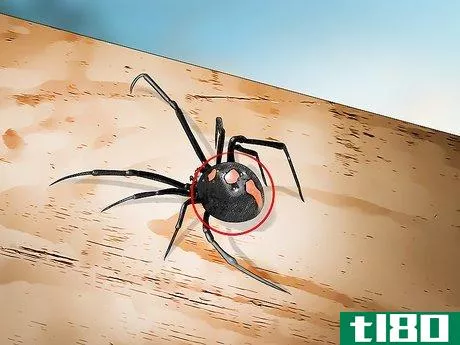Image titled Identify a Black Widow Spider Step 7