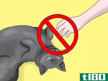 Image titled Help a Cat with Epileptic Seizures Step 2