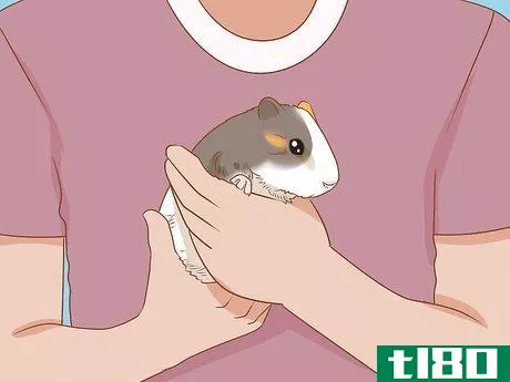 Image titled Get Your Guinea Pig to Eat a Treat Out of Your Hand Step 3