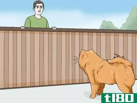 Image titled Identify a Chow Chow Step 12