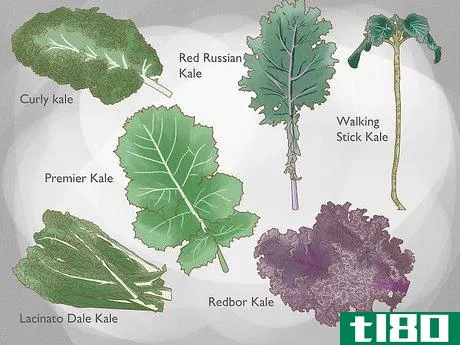 如何种植甘蓝(grow kale)