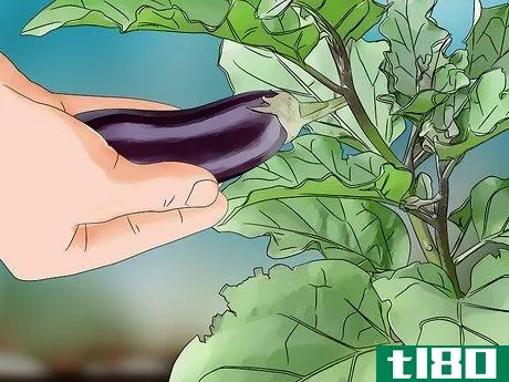 Image titled Grow Eggplant Step 16