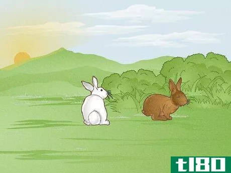Image titled Hunt Rabbit Step 9