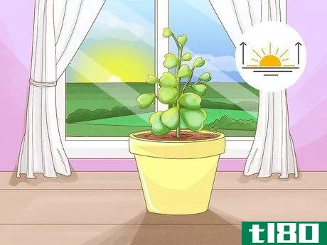 Image titled Get a Hoya Plant to Bloom Step 5
