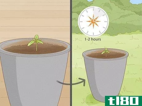 Image titled Grow Tomatoes in Pots Step 11