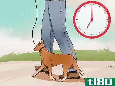 Image titled Improve Your Dog's Show Ring Gait Step 3
