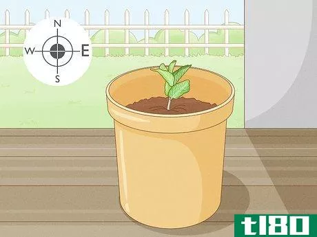 Image titled Grow Mint in a Pot Step 21