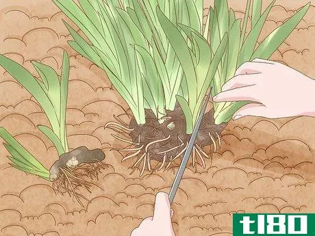 Image titled Grow Bearded Irises Step 15
