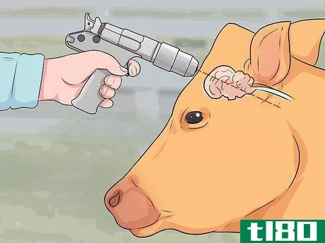 Image titled Humanely Euthanize a Cow Step 23
