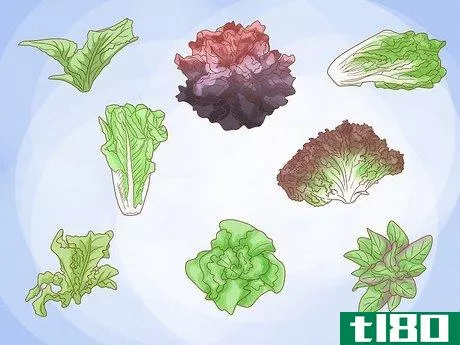 如何在室内种植莴苣(grow lettuce indoors)