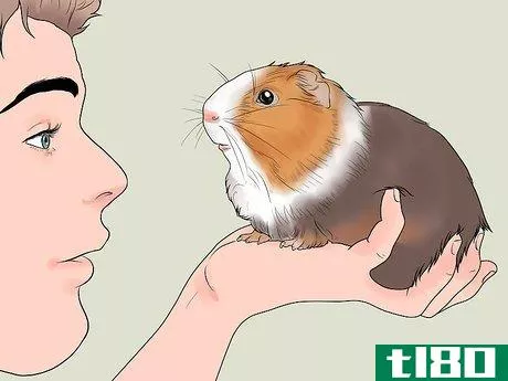 Image titled Get Your Guinea Pig to Lose Weight Step 3