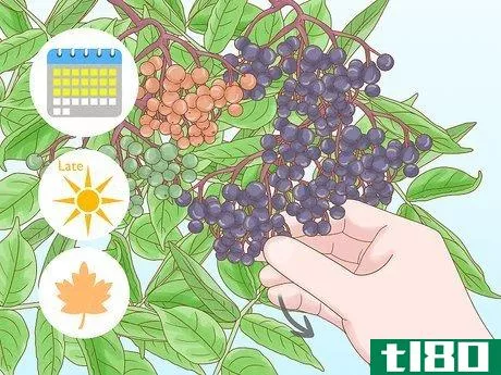 Image titled Harvest Elderberries Step 1
