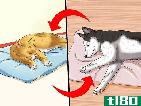 Image titled Introduce an Older Cat to a New Dog Step 2