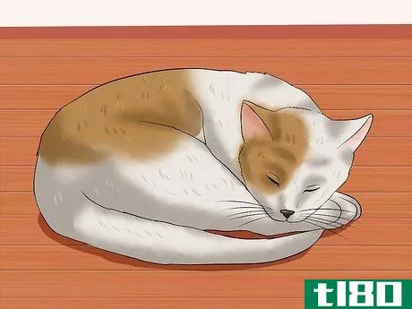 Image titled Identify if Your Cat Has Had a Stroke Step 1