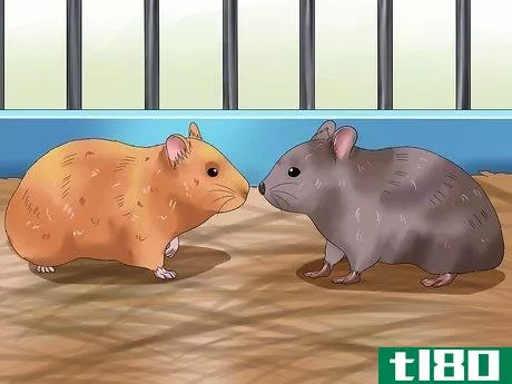 Image titled Get Hamsters to Stop Fighting Step 4