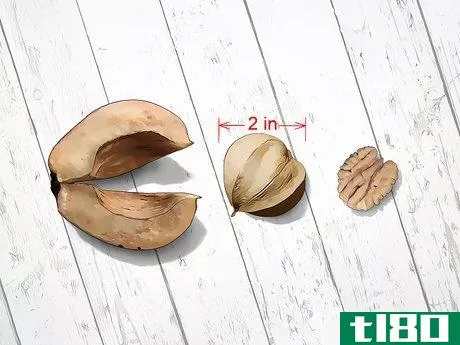 Image titled Identify Hickory Nuts Step 7