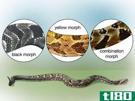 如何识别一条木材响尾蛇(identify a timber rattlesnake)