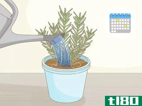 Image titled Grow Rosemary Indoors Step 12