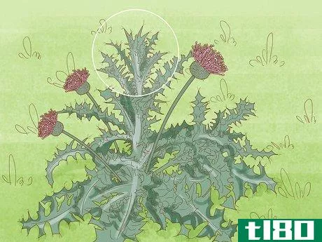 Image titled Get Rid of Thistles in Your Lawn Step 4