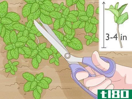 如何从插条中生根并生长健康的薄荷植物(root and grow healthy mint plants from cuttings)