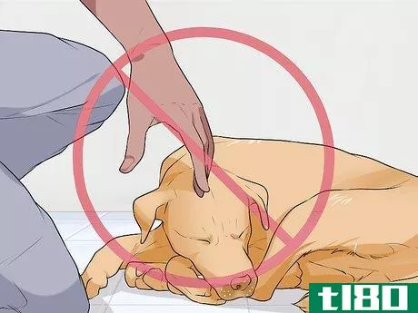 Image titled Handle Sleep Aggression in Senior Dogs Step 1