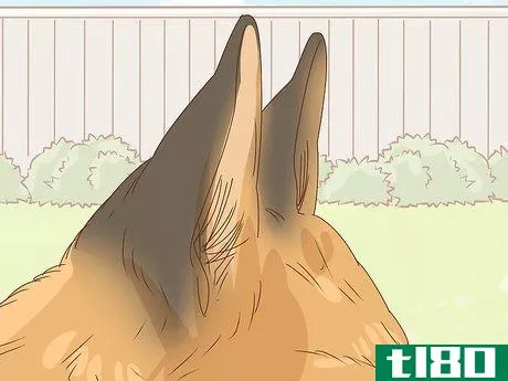 Image titled Identify a German Shepherd Step 5