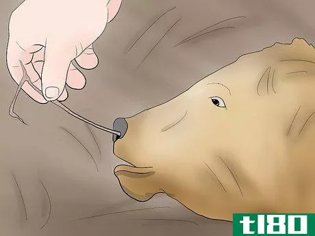 Image titled Help a Cow Give Birth Step 6