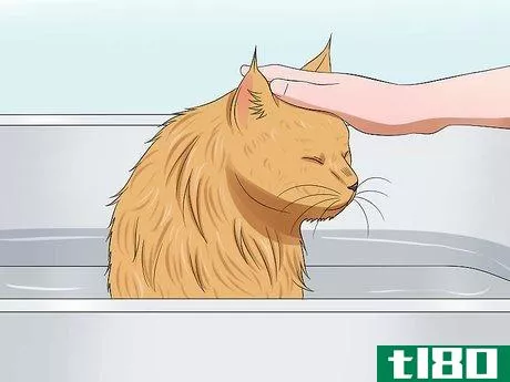 Image titled Groom a Maine Coon Cat Step 8
