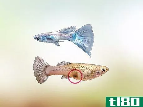 Image titled Identify Male and Female Guppies Step 4