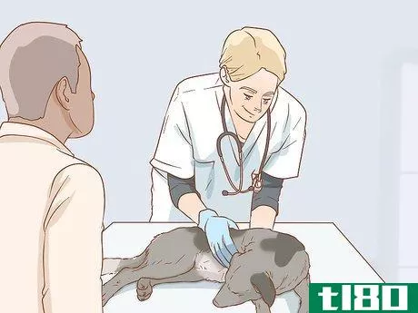 Image titled Help a Dog Recover from a Broken Leg Step 8