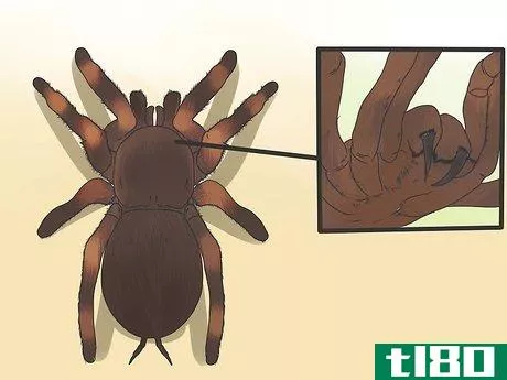 Image titled Identify a Tarantula Spider Step 6