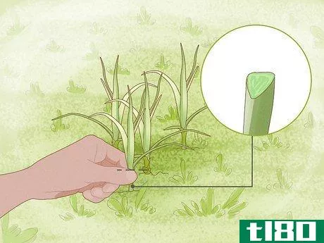 Image titled Get Rid of Nutgrass Step 3