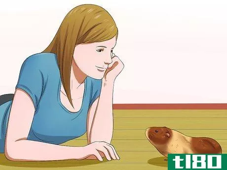 Image titled Get Your Guinea Pig to Trust You Step 3