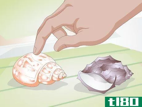 Image titled Help a Hermit Crab Change Shells Step 3