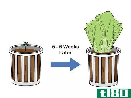 Image titled Grow Hydroponic Lettuce Step 14