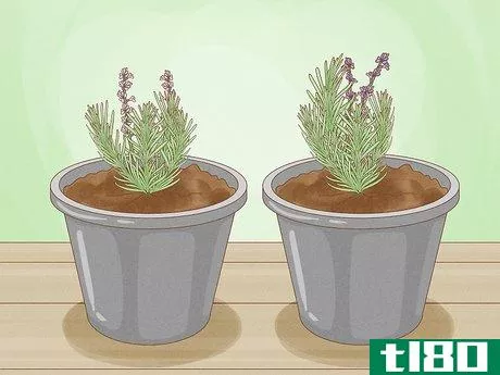 Image titled Grow Lavender Step 4